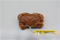 藏品(肉球皺蟹)的圖片